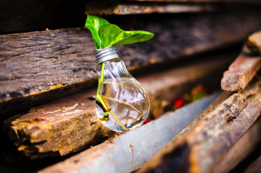 Eco bulb with plant growing out of it